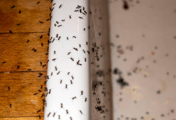 Professional Pest Control in Havelock, NC