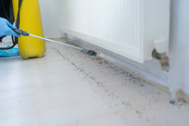 Best Affordable Pest Control Services  in Havelock, NC